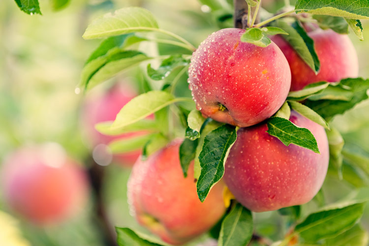Apple cider vinegar
