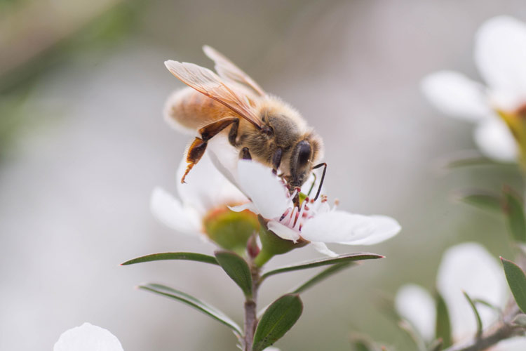 Manuka honey