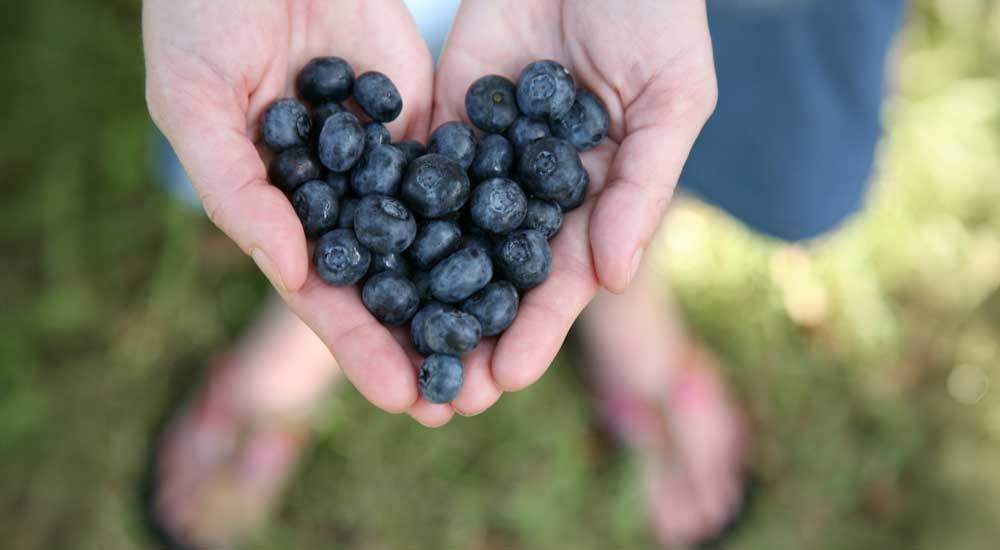 Hands filled with blueberries arranged in the shape of a heart