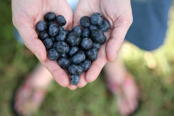 Hands filled with blueberries arranged in the shape of a heart