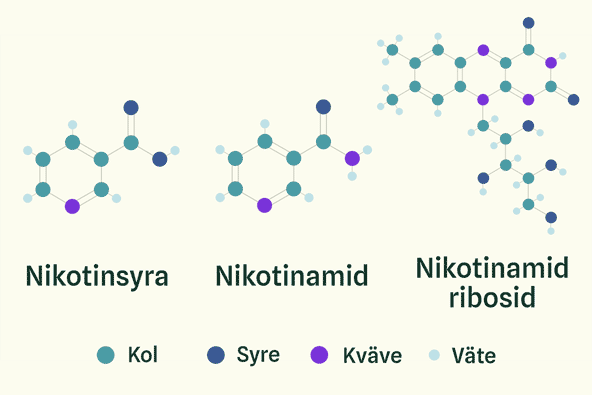 Illustration of the molecules of three different types of vitamin B3: nicotinic acid, nicotinamide and nicotinamide riboside where the first two are relatively similar and the last is considerably more complex Illustration of the molecules of three different types of vitamin B3: nicotinic acid, nicotinamide and nicotinamide riboside where the first two are relatively similar and the last is considerably more complex