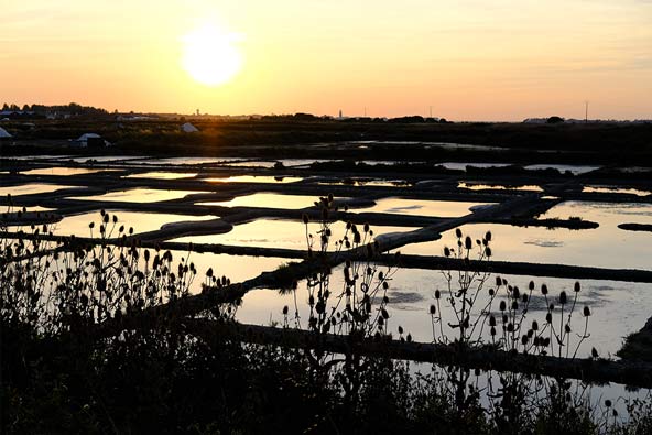Saltbassänger i bretagne vid solnedgång